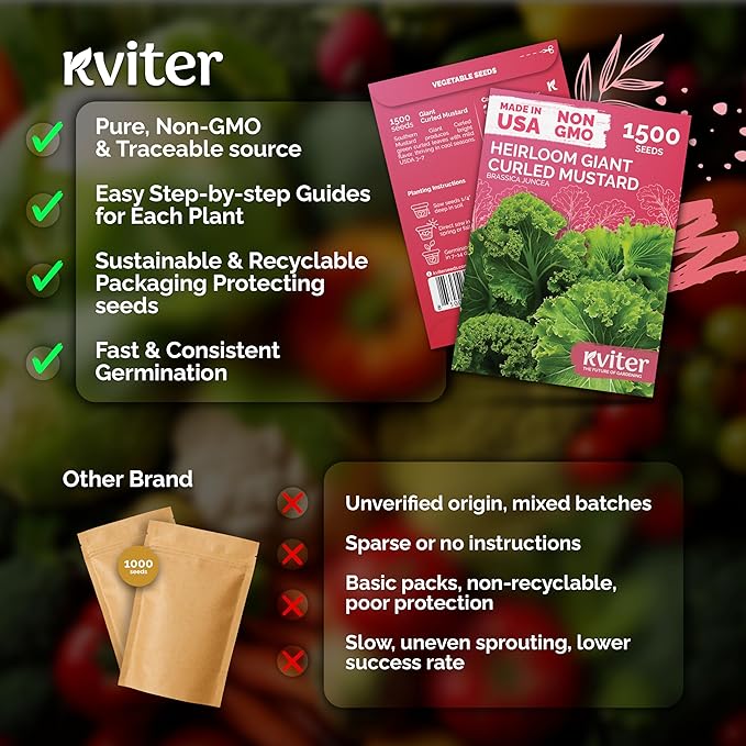 KVITER 1500 Southern Giant Curly Mustard Seeds (Brassica juncea) – Non GMO Heirloom Fast Growing Mustard Seed Packets – Vegetable Seeds for Planting Leafy Greens for Home Garden Spring & Fall Planting