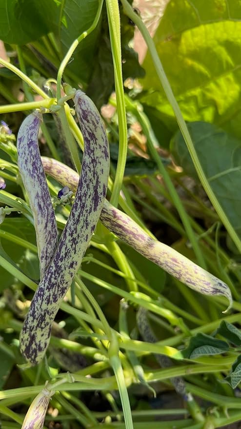 Plant Good Seed Organic Dragon Snap Bean Seeds for Planting: Heirloom Bush Vegetable, White Purple Pods - 18 Seed Packet