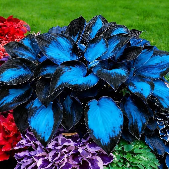 300PCS Hosta Seeds for Planting – Shade-Loving Perennial Foliage Plant – Ideal for Shady Gardens, Borders & Ground Cover Landscaping