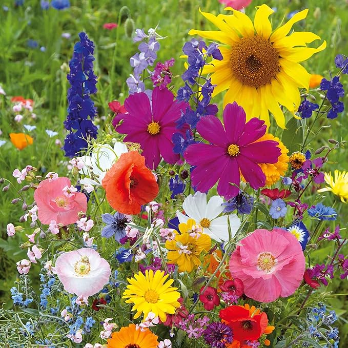 Eden Brothers Fairytale Flower Mixed Seeds for Planting, 5 lb, 2,400,000+ Seeds with Calendula, Cosmos Dazzler, Cornflower, Attracts Pollinators, Plant in Spring or Fall, Zones 3, 4, 5, 6, 7, 8, 9, 10