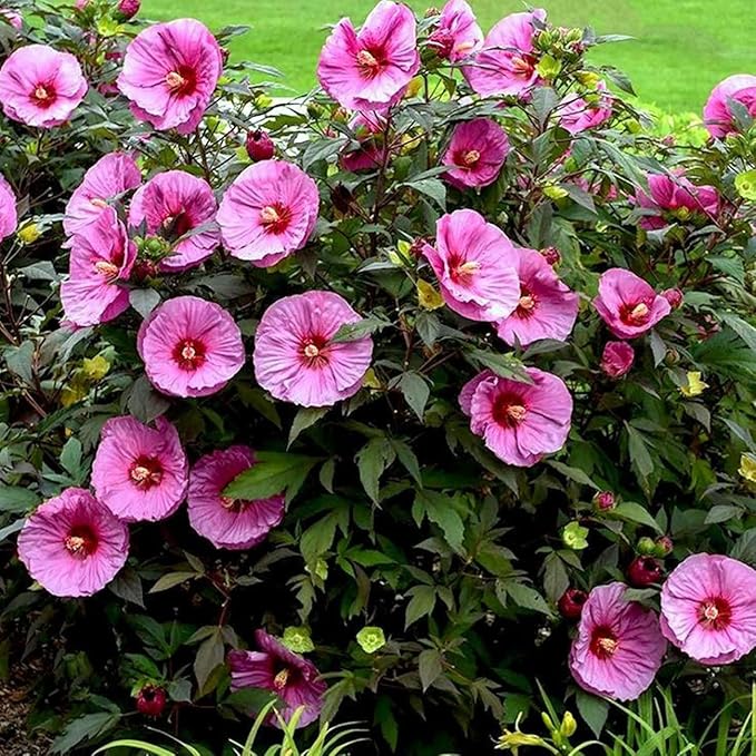 120+ PCS Mixed Giant Hibiscus Seeds for Planting Flowers Perennial Flower Outdoor Home Garden Flower