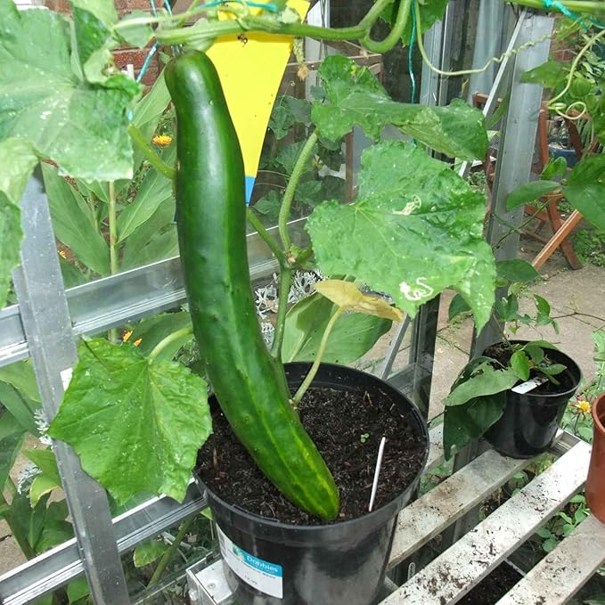 Seeds Vegetable Cucumber Chinese Long for Salads Without Bitterness for Pickling - 10 Seeds