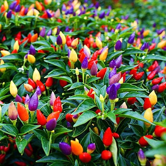 Seeds Indoor Masquerade Ornamental Pepper Mix for Pots Non GMO Vegetable for Planting