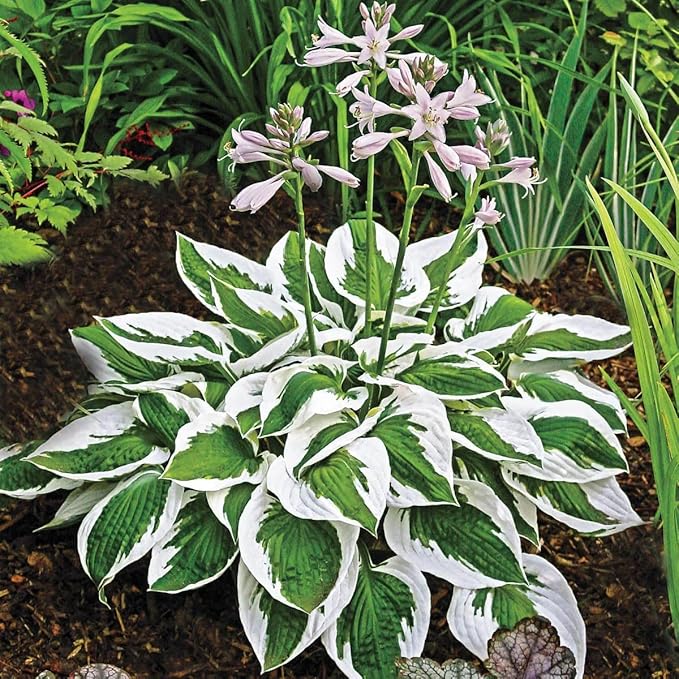 Dwarf Hosta Seeds 300pcs for Pots - Lush Green Perennial Foliage Plants, Ground Cover for Shade Gardens & Borders – Long-Lasting, Decorative & Gift-Ready