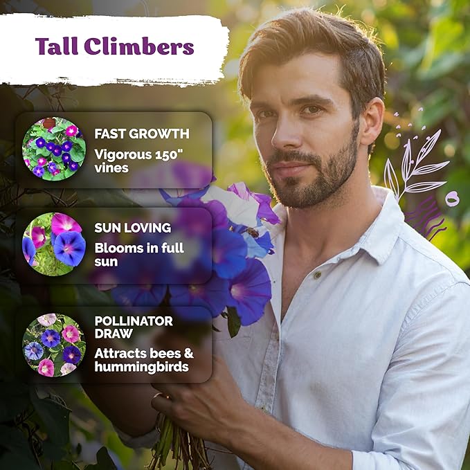 KVITER 50 Tall Morning Glory Seeds Mix (Ipomoea purpurea) – Climbing Morning Glory on The Vine, Annual Flower Seeds for Planting – Heirloom Seed Packets for Home Garden, Fences, Containers Outdoors