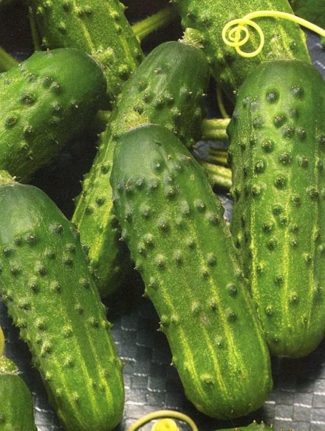 Rare Cucumber Titus F1 Seeds Pickling Mid-Early Heirloom Vegetable for Planting Non GMO 40 Seeds