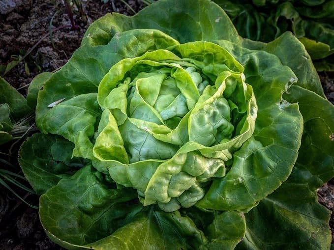 1000+ Seeds Butterhead Lettuce May's Queen for Indoor Salad - Vegetable Green