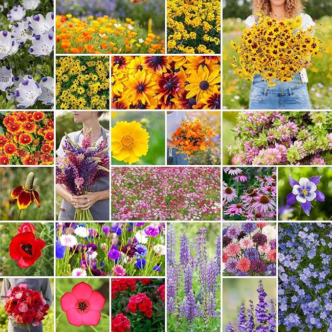 Eden Brothers Western Wildflower Mixed Seeds for Planting, 25 lb, 12,000,000+ Seeds with Cornflower, Blanket Flower | Attracts Pollinators, Plant in Spring or Fall, Zones 3, 4, 5, 6, 7, 8, 9, 10