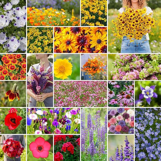 Eden Brothers Western Wildflower Mixed Seeds for Planting, 1 lb, 480,000+ Seeds with Cornflower, Blanket Flower | Attracts Pollinators, Plant in Spring or Fall, Zones 3, 4, 5, 6, 7, 8, 9, 10