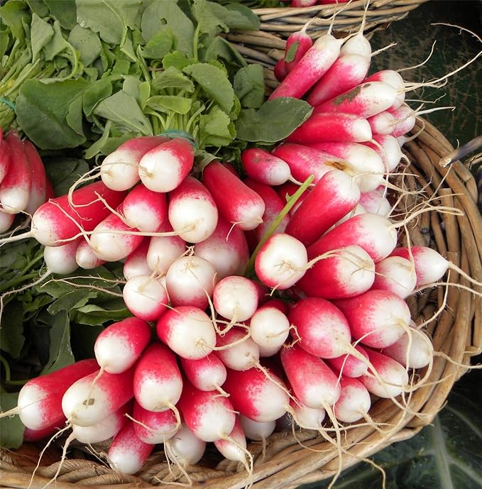 Seeds French Radish 18 Days Early Heirloom Vegetable for Planting Non GMO