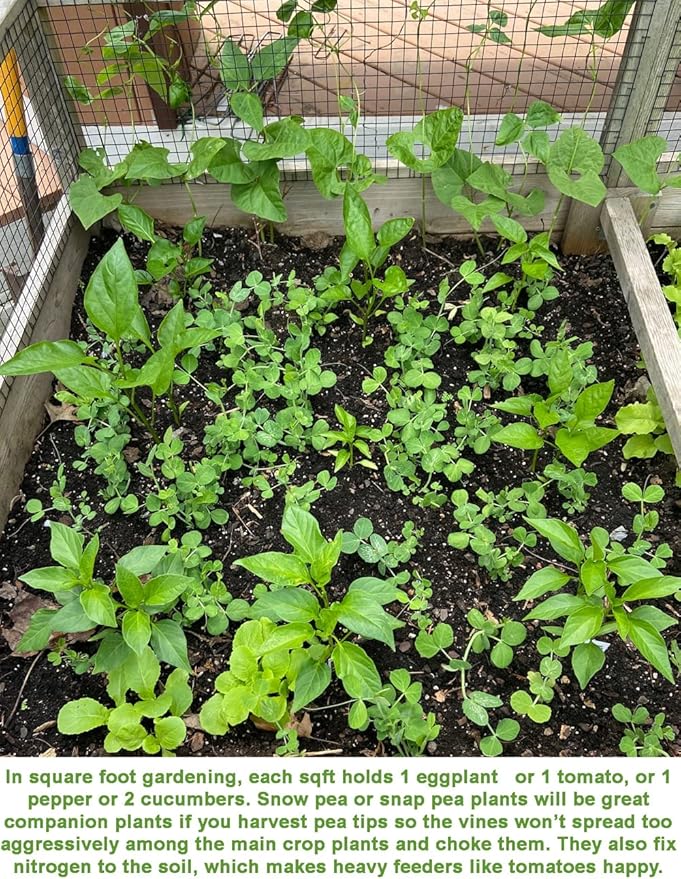 Bean Seeds for Planting Vegetables and Fruits. Pole Beans,Bush Beans,Romano Beans.Non GMO Garden Seeds for Home Vegetable Garden-65ct+ Sugar Snap Pea Seeds,豌豆苗,Edible Pod/Sweet Snap Pea Shoots & Tips