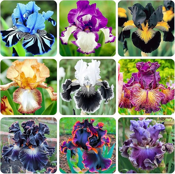 200+ Mixed Color Rare Heirloom Iris Seeds for Planting - Stunning Colors for Your Garden