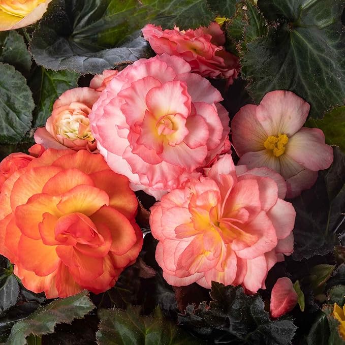100+ Limitless Begonia Seed for Planting Outdoor-Non-GMO Heirloom Vibrant Flower Continuous Blooms for Beds Borders Containers