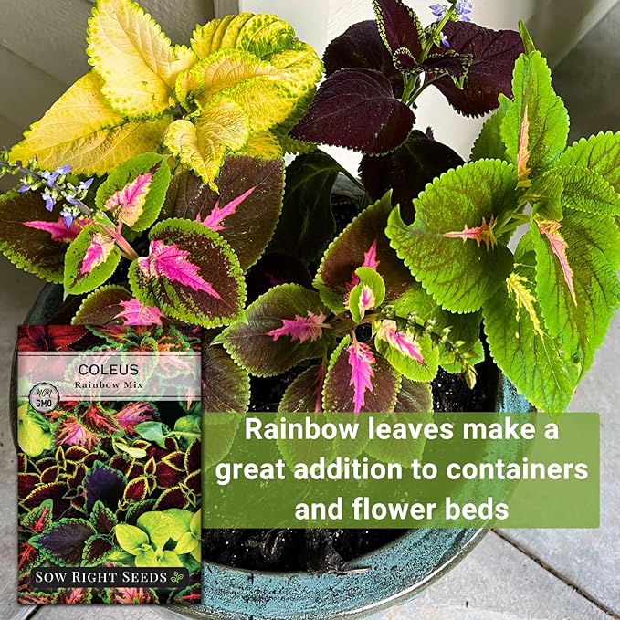 Sow Right Seeds - Rainbow Mix Coleus Seeds for Planting - Non-GMO Heirloom Variety - Vibrant Tropical Plant Blooms - Ideal for Gardeners, Easy to Grow - Indoor/Outdoor Use - Colorful Foliage (1)