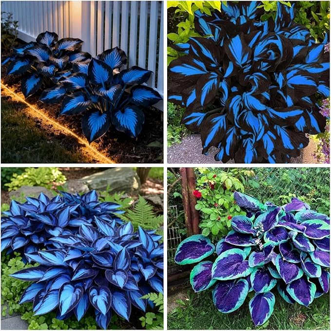 150+ Hostas Seed for Planting Outdoors-Rare Hostas Seeds Perennial Plants-Shaped Hosta Seeds Attract Pollinators Bonsai Decoration for Outdoor Garden