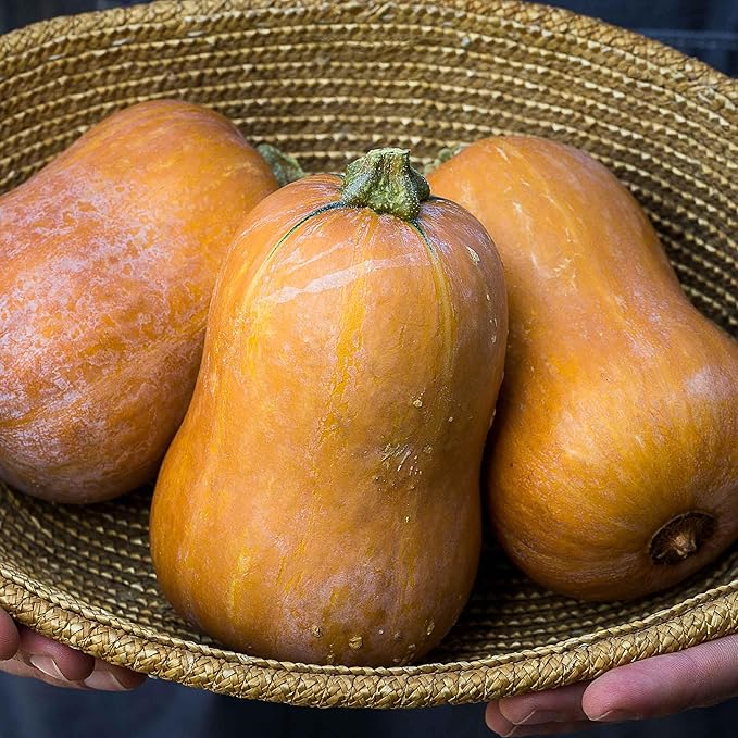Eden Brothers Squash (Winter) Seeds - Honeynut Non-GMO Seeds for Planting, Packet | Low-Maintenance Vegetable Seeds, Plant During Warm Season, Zones 10, 3, 4, 5, 6, 7, 8, 9