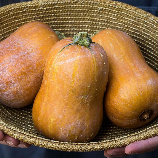 Eden Brothers Squash (Winter) Seeds - Honeynut Non-GMO Seeds for Planting, Packet | Low-Maintenance Vegetable Seeds, Plant During Warm Season, Zones 10, 3, 4, 5, 6, 7, 8, 9