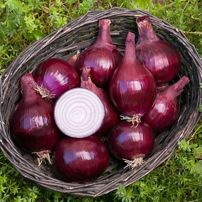 Organic Onion Seeds, APPR. 125, Red Baron Onion, Heirloom Vegetable Seeds, Certified Organic, Non GMO, Non Hybrid, USA