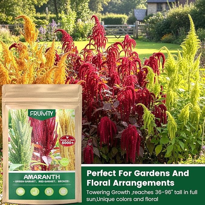 6000+ Amaranth Seeds for Planting, Non-GMO Heirloom Seeds for Outdoor Garden Home - Red & Green Garnet, Bronze, High Germination Flower Seeds for Vegetables Garden & Cut Flowers, Easy to Grow