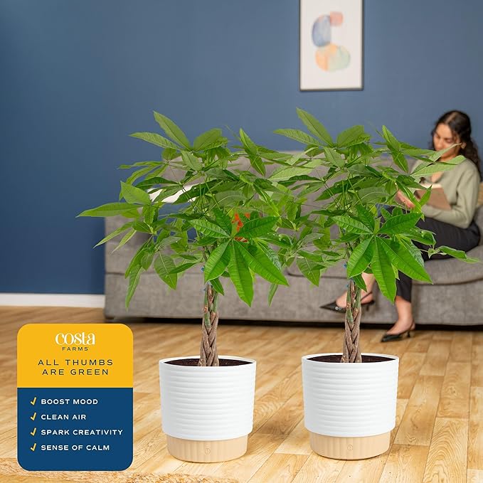 Costa Farms Live Money Tree Plants (2-Pack), Large Indoor Plant 3-4 Feet Tall with Braided Trunk, Easy Care Floor Houseplants in 10-Inch Decor Pots, Pet Friendly Housewarming Gift & Office Decor
