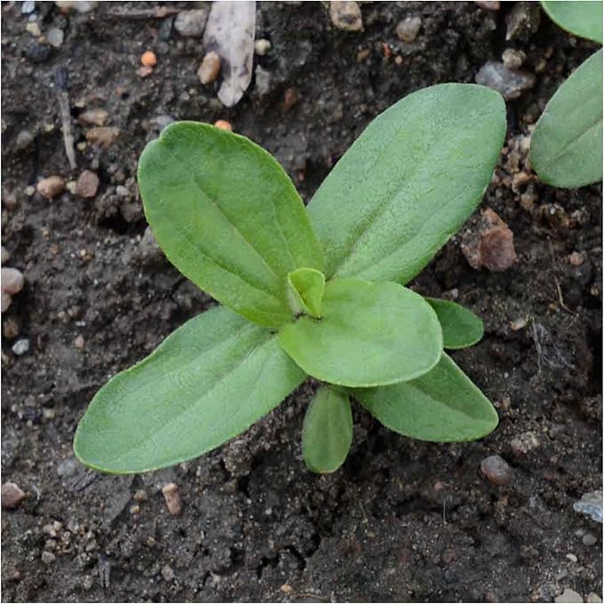 Seed Needs Zinnia Seeds Orange King Variety Fast Blooming | 5,000+ Heirloom & Open Pollinated Seeds | Annual Cut Flowers Large Blooming | Bulk