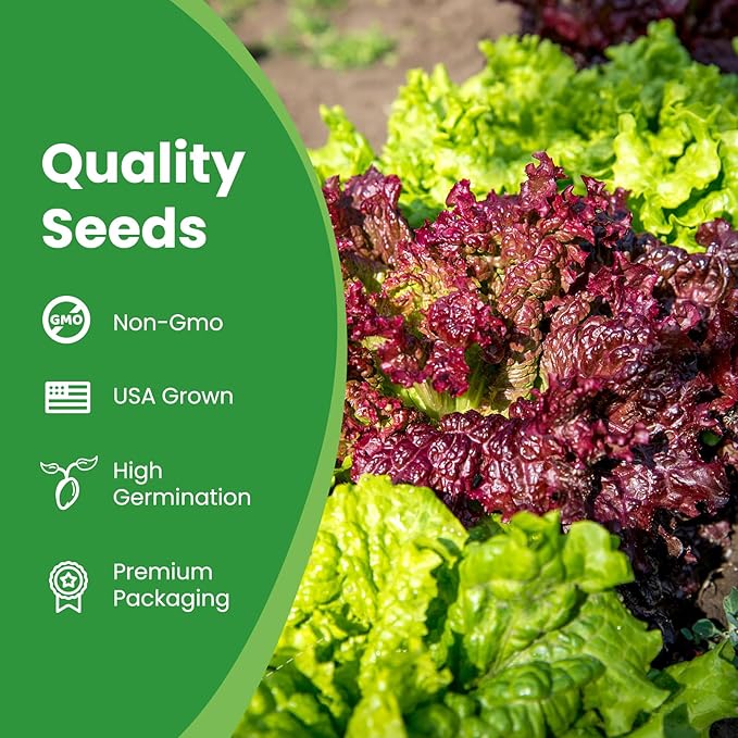 7000+ Organic Lettuce Seeds Collection - 7 Variety Heirloom Lettuce Mix Romaine, Iceberg Lettuce etc Non-GMO, Seeds for Planting Vegetable for Hydroponics or Garden (7 PCS)