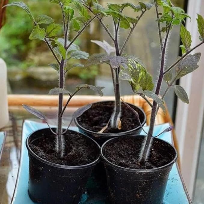 ZEshops 100pcs European Black Cherry Tomato Seeds - Heirloom, Non-GMO, Rich Flavor - Full Planting Guide Included for Home Gardens, Perfect Gardening Gift (Black Cherry Tomato Seeds)