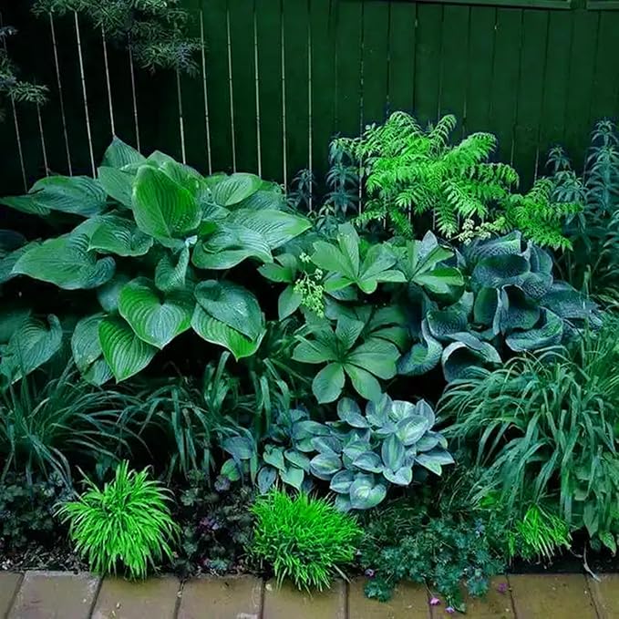 Hosta Seeds for Planting, 200+pcs Rare Perennial Hosta Flower Seeds, Non-GMO Heirloom Long Blooming Plants Shaded Entry Pathway Flowers for Garden Outdoors