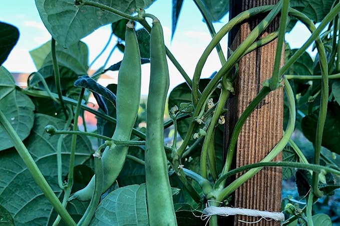 Plant Good Seed Organic New Mexican Appaloosa Bean Seeds for Planting: Heirloom Pole Vine, Black and White Speckled Beans - 18 Seed Packet