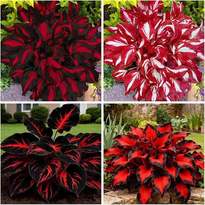 Mixed 300+ Hosta Seeds for Planting, Hostas Seeds Rare Perennial Under Trees & North Facing Areas Shade Garden, Drought Tolerant Perennial Ground Cover Decorative Foliage