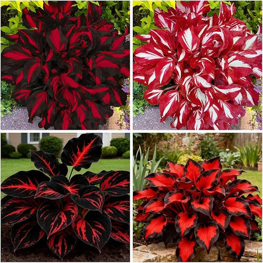 Mixed 300+ Hosta Seeds for Planting, Hostas Seeds Rare Perennial Under Trees & North Facing Areas Shade Garden, Drought Tolerant Perennial Ground Cover Decorative Foliage