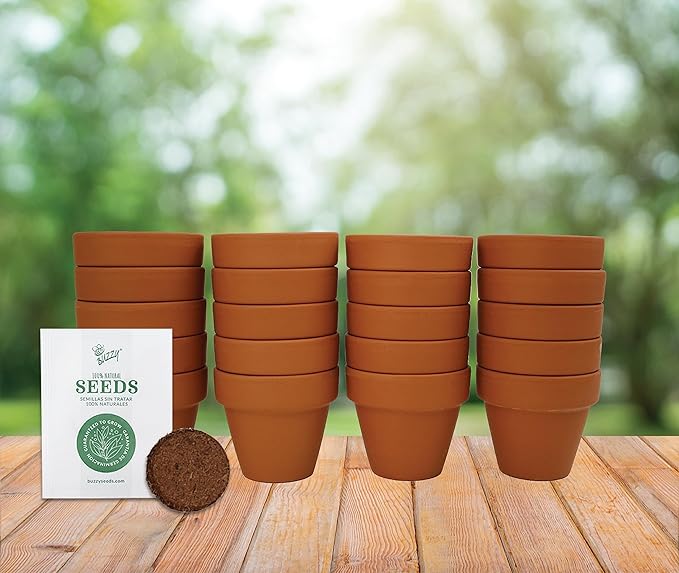 BUZZY Daisy Seeds & Genuine Terracotta 5cm Mini Pot Bulk Pack (20 Count), Includes 20 Each of pots, Soil pellets and Seeds - Great for Favors, Crafts, School Projects, Weddings, and Seed Starter Kits