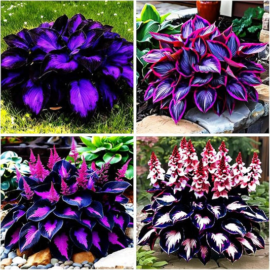115+ Mixed Hosta Seeds for Planting Outdoors,Giant Hostas Seeds Perennial,Ground Cover Seed Shade Low Maintenance for Home Outdoor Garden