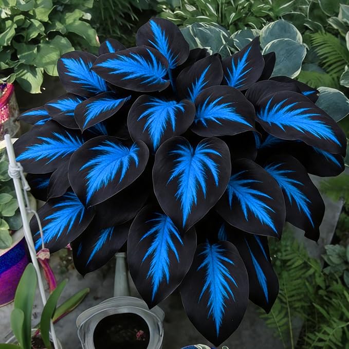 Hosta Seeds for Planting, 200+pcs Rare Perennial Hosta Flower Seeds, Non-GMO Heirloom Long Blooming Plants Shaded Entry Pathway Flowers for Garden Outdoors