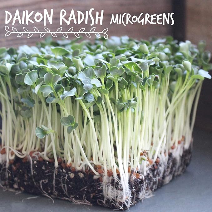 Organic Radish Sprouting Seeds: 30 Lb - Bulk Non-GMO Radish Seed for Sprouting Sprouts, Microgreens, Prepper Food Storage, Hydroponics, Vegetable Gardening, More