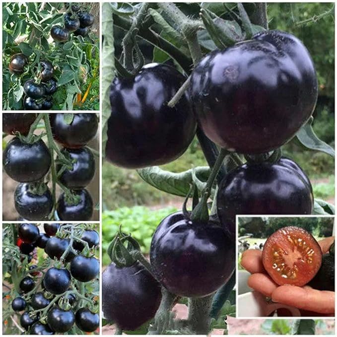 ZEshops 100pcs European Black Cherry Tomato Seeds - Heirloom, Non-GMO, Rich Flavor - Full Planting Guide Included for Home Gardens, Perfect Gardening Gift (Black Cherry Tomato Seeds)