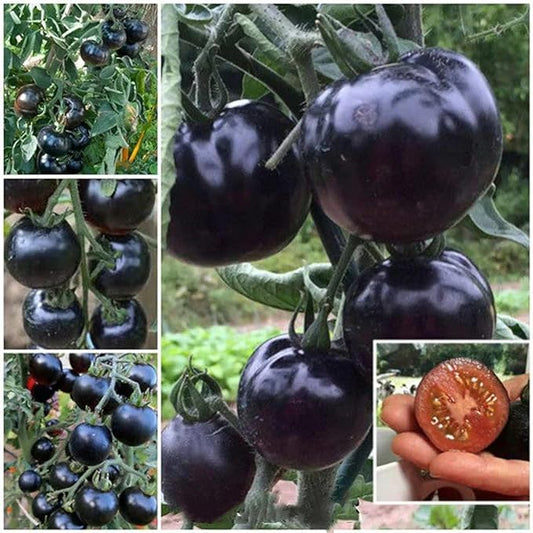 ZEshops 100pcs European Black Cherry Tomato Seeds - Heirloom, Non-GMO, Rich Flavor - Full Planting Guide Included for Home Gardens, Perfect Gardening Gift (Black Cherry Tomato Seeds)