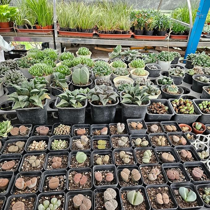 BTPLASTIK Small Plant Pots 3.5 Inch, 120 Pcs Nursery Pots with Drainage Holes, Durable Plastic Succulents Pots for Seedlings, Cuttings (Black)