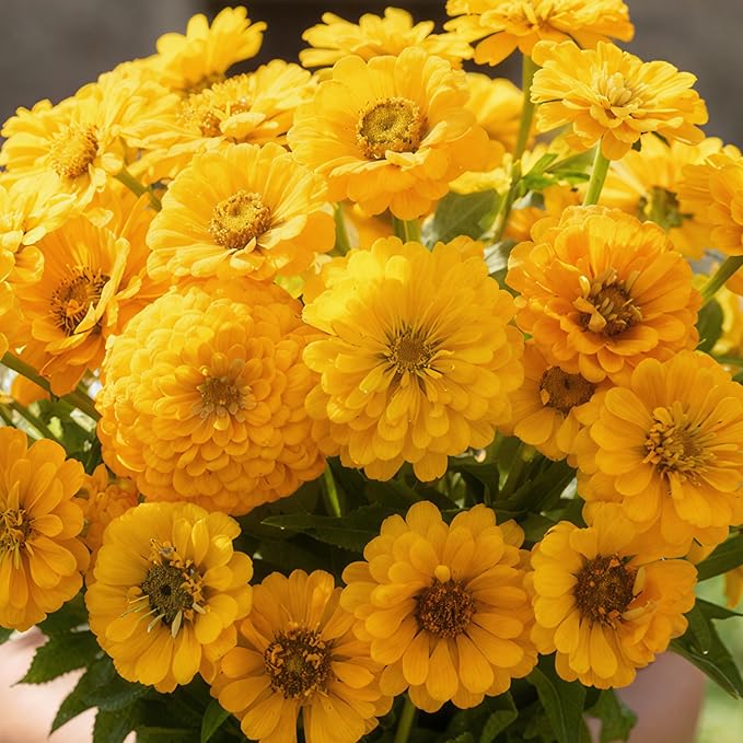 Seed Needs Zinnia Seeds Canary Bird Yellow Variety Fast Blooming | 5,000+ Heirloom & Open Pollinated Seeds | Annual Cut Flowers Large Blooming | Bulk