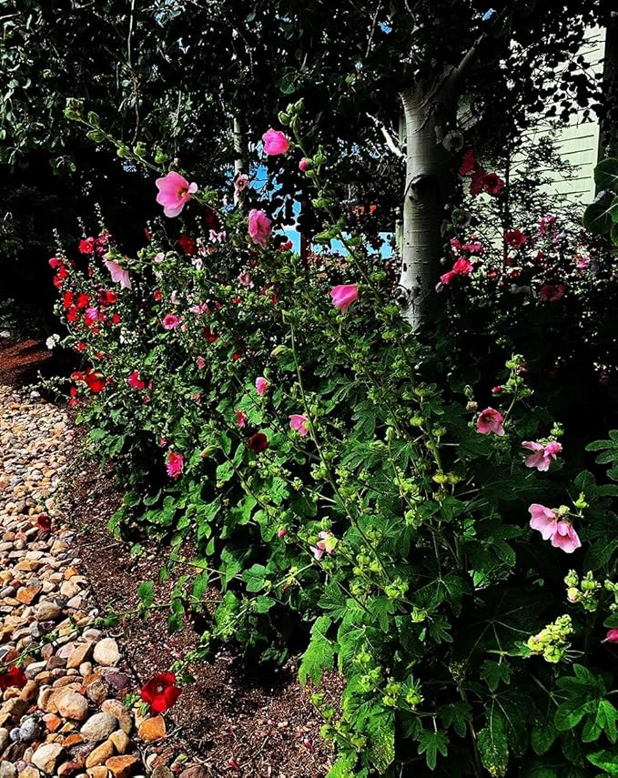 Hollyhock Single Mixed Colors - 250 Seeds - Long Blooming Period in All Zones