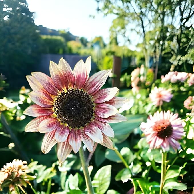 ZEshops 50pcs Rare Strawberry Pink Sunflower Seeds - Non-GMO Heirloom, Easy Grow Instructions Included - Unique Garden Addition