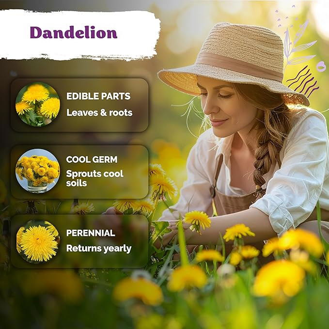 KVITER 750 Dandelion Seeds for Planting (Taraxacum officinale)– Dandelion Greens Flower Seed Starting – Edible Plants, Herb Grower, Medicinal Herbs Seeds Outdoor & Indoor Herb Garden, Containers