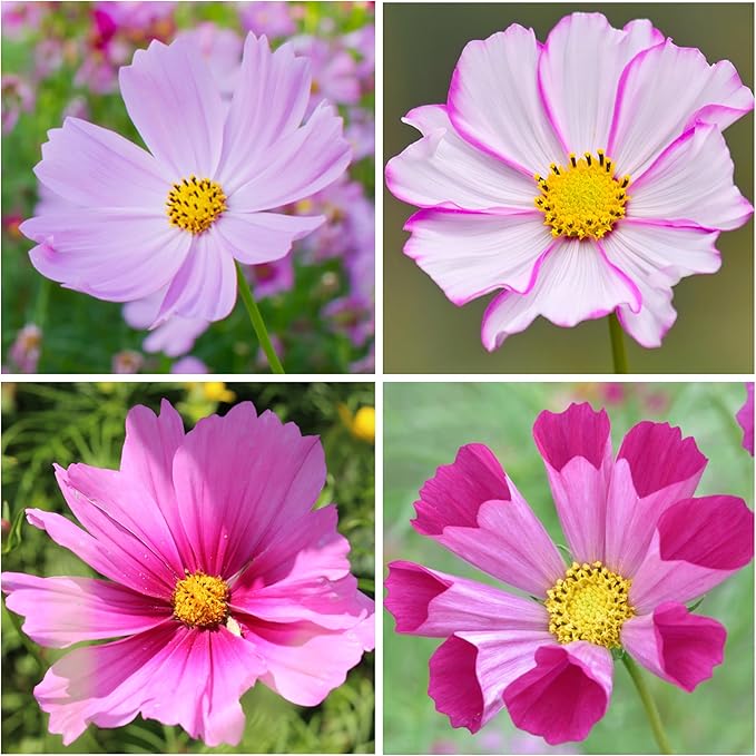 Seed Needs Cosmos Seeds for Planting a Collection of Cosmo Wildflowers - Heirloom & Open Pollinated Flower Seed to Plant Pink, White, Purple, Red & Bi-Colored Blooms for a Butterfly Garden