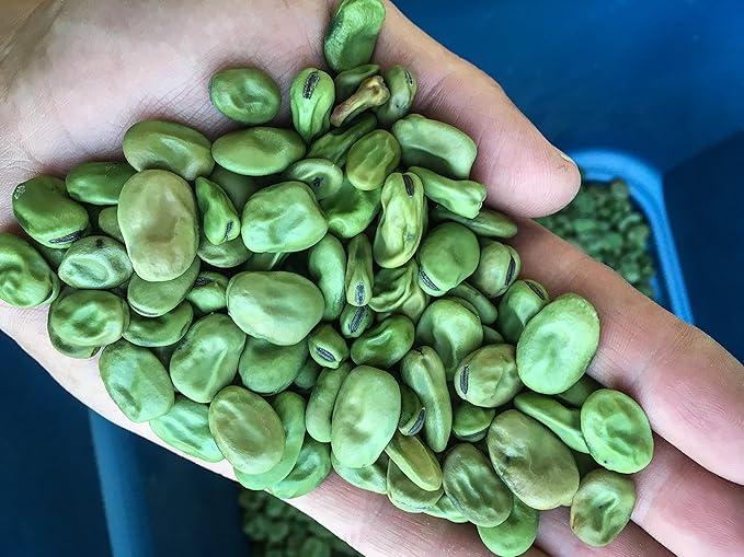 Plant Good Seed Organic Crimson Flowered Fava Bean Seeds for Planting: Heirloom Vegetable, Dark Pink Flowers - 7 Seed Packet