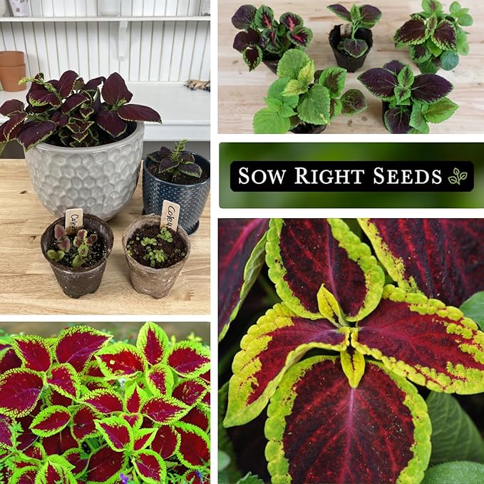 Sow Right Seeds - Rainbow Mix Coleus Seeds for Planting - Non-GMO Heirloom Variety - Vibrant Tropical Plant Blooms - Ideal for Gardeners, Easy to Grow - Indoor/Outdoor Use - Colorful Foliage (2)