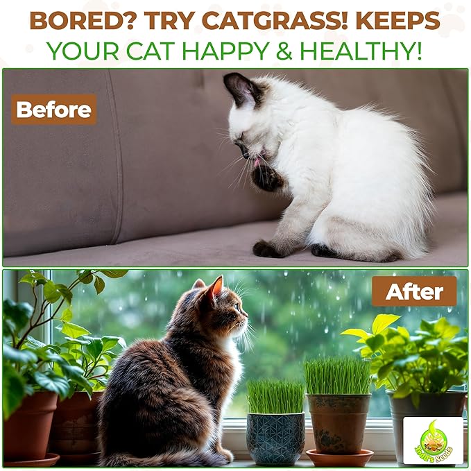 Todd's Seeds Wheatgrass Seeds; Hard Red Winter Wheat, Non-GMO, Chemical Free, High Germination (2 1/2 Pounds)