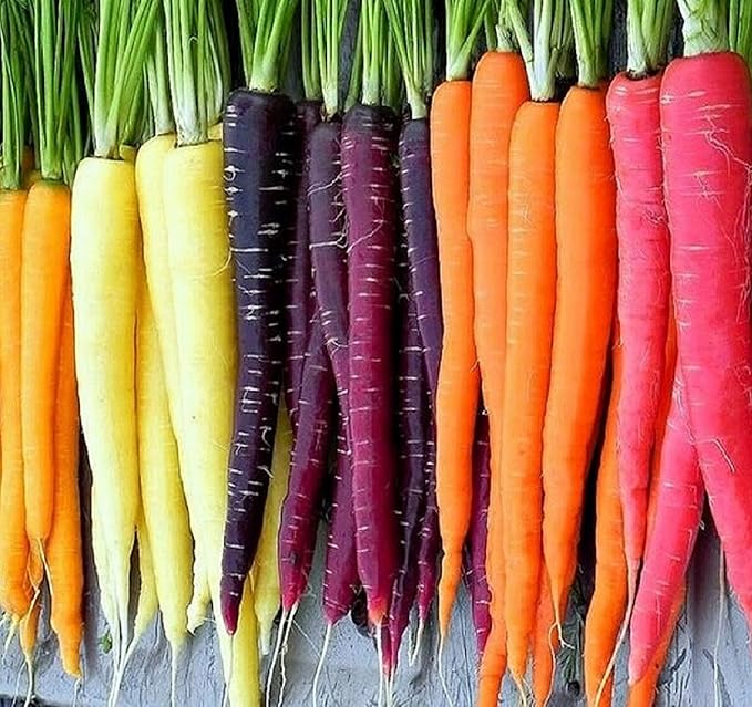 Rainbow Carrot Seeds for Planting Heirloom Non GMO Packets 750 Seeds – Plant & Grow Rainbow Carrots in Home Outdoor Garden, Great Gardening Gift – 2 Packets