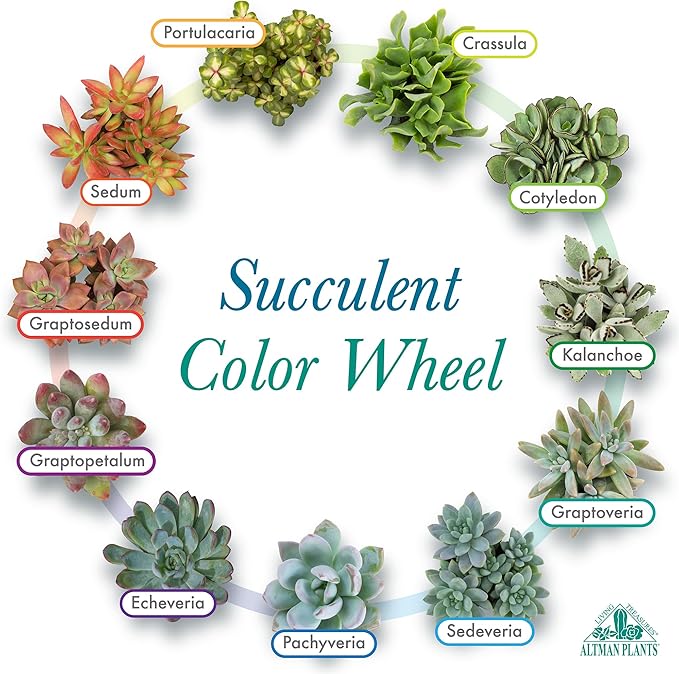Altman Plants Specialty Live Succulent Plant (6 Pack), No Duplicates, Assorted Succulents Featuring Unique Colors & Shapes, 2 in Pots