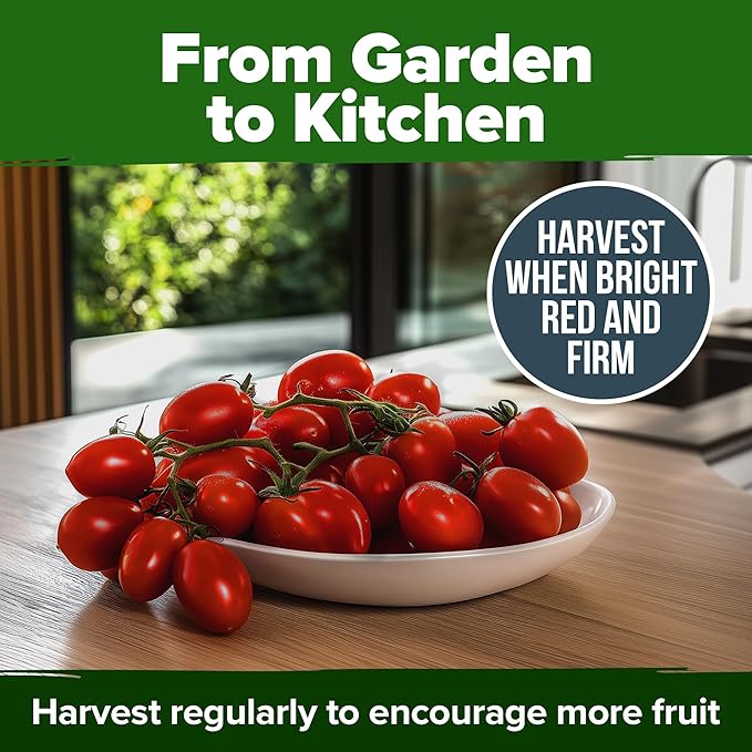 HOME GROWN San Marzano Tomato Seeds 132+ Heirloom Non-GMO Seeds for Planting, High Germination, Indeterminate Roma Paste Tomato, Meaty Low Acid, Best for Sauce & Canning (Solanum lycopersicum)