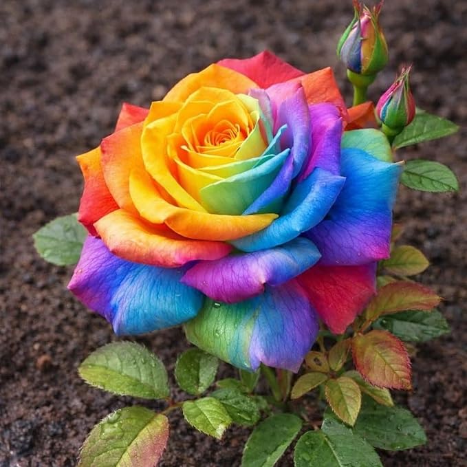 40+ Exotic Rainbow Rose Seeds for Planting Hybrid Rare Rose Seeds Perennial Shrub Garden Yard Potted Decoration